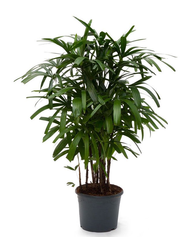 Broadleaf Palm indoor