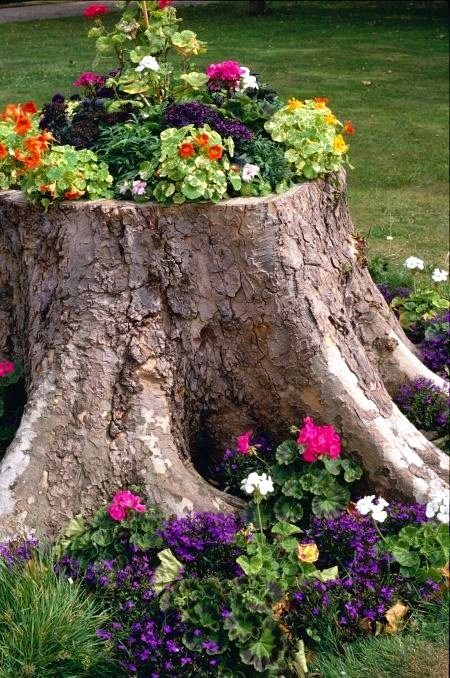 Large Tree Stump Ideas