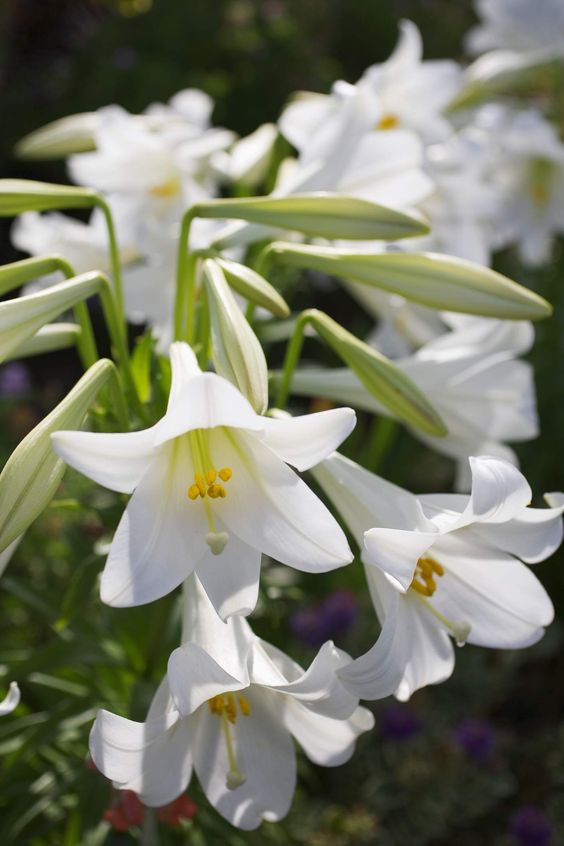 White Lilies