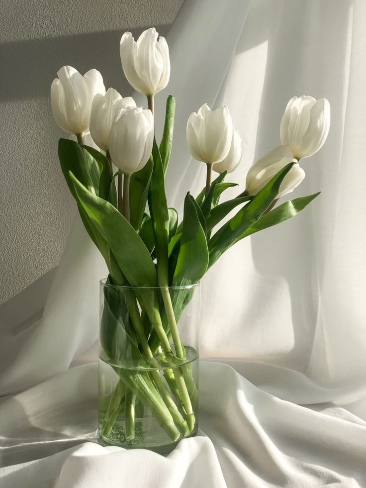 white Tulips