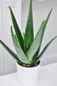 Aloe Vera uses