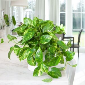 Golden Pothos benefits