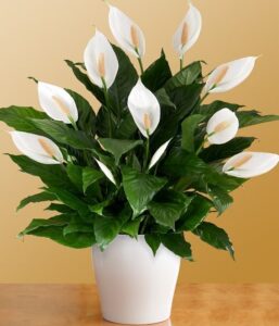 Peace Lily indoor