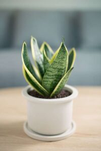 Snake plant on gray pot, Air purifying plants