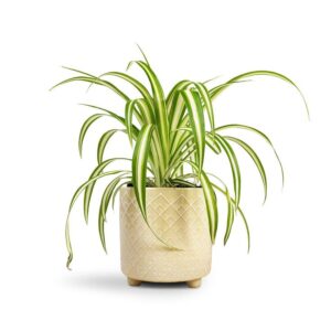 Spider plant indoor benefits