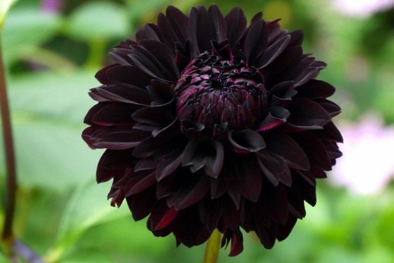 black dahlia flowers