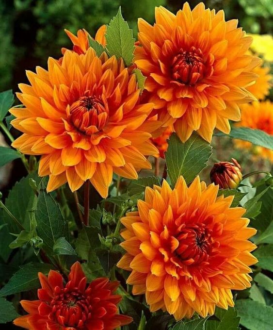 orange dahlia flowers