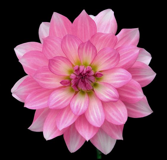 pink dahlia flowers