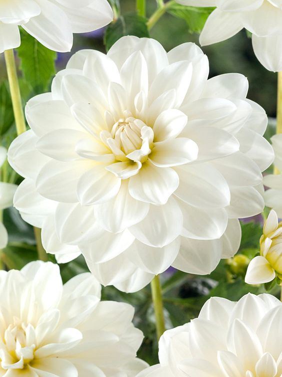 white dahlia flowers