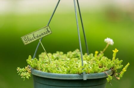 Indoor hanging plant care