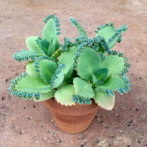 Mother-of-Thousands-Plants-Kalanchoe