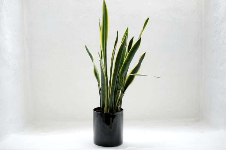 snake plant flower