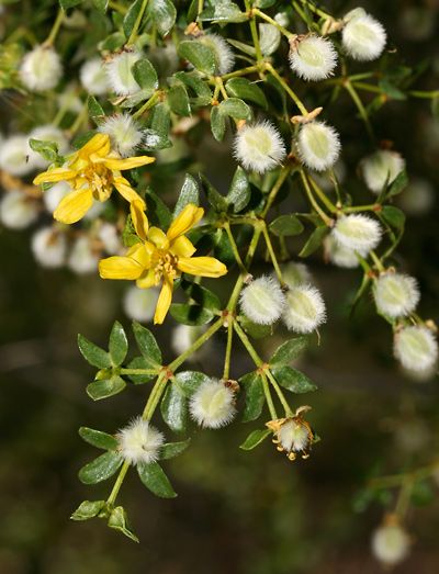 Creosote Bush