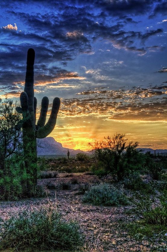 Mighty Saguaro