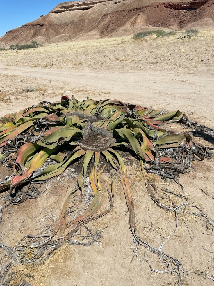 Tenacious Welwitschia