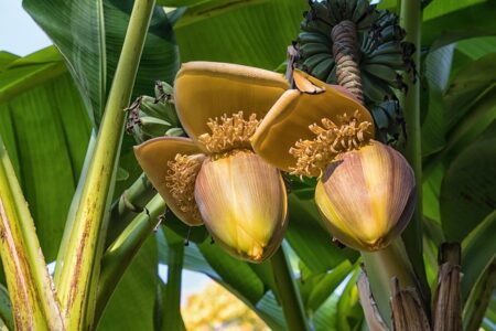 banana water for plants