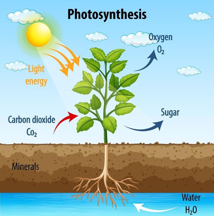 photosynthesis