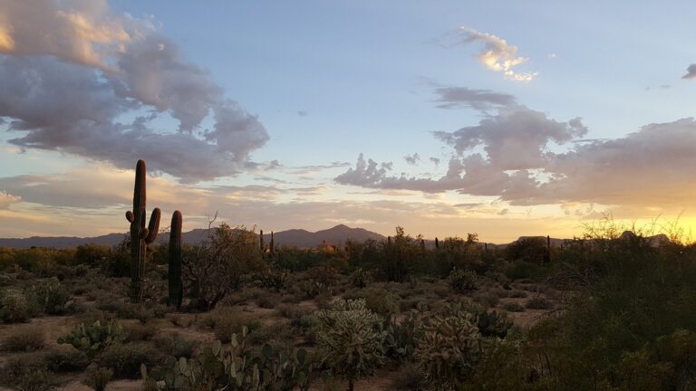 Desert plants names