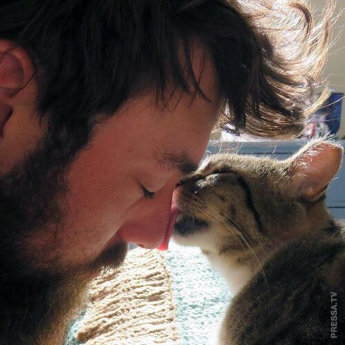 Cat licking a man's nose in a close-up affectionate moment.