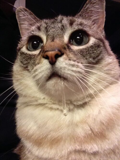 Close-up of a drooling cat with wide eyes and a string of saliva hanging from its mouth.
