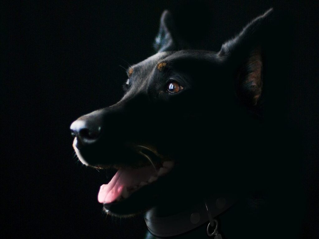 Black dog with ears perked up, panting slightly, against a dark background.