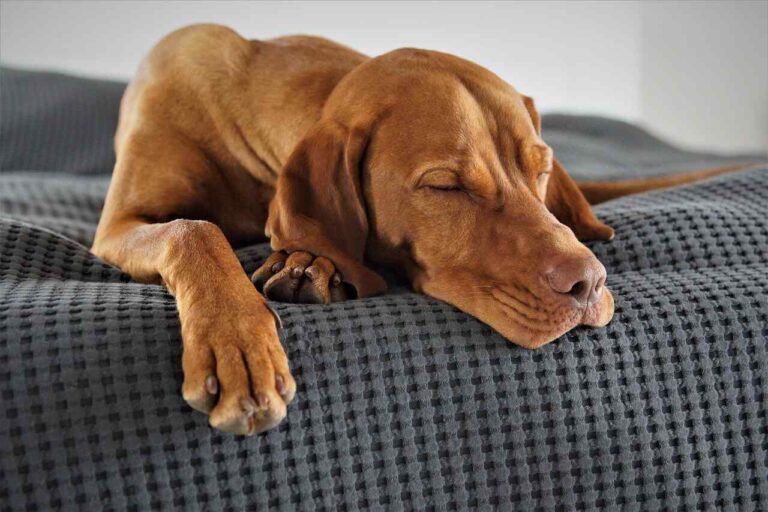 Brown dog sleeping peacefully on a dark gray blanket.