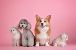 Two cats and two dogs sitting against a pink background, all looking forward.