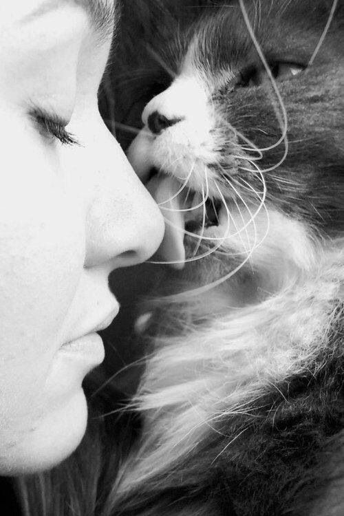 Cat licking a woman's nose in close-up.