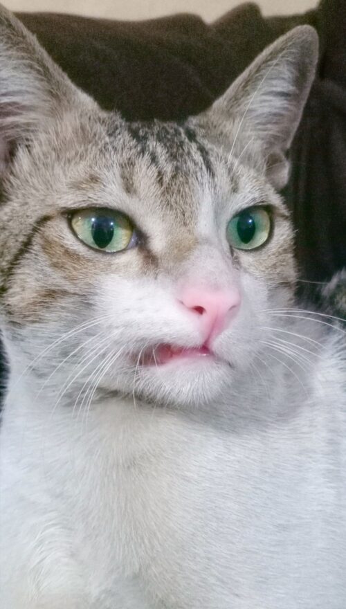 Close-up of a light gray and white cat with green eyes and a slightly open mouth showing small teeth.