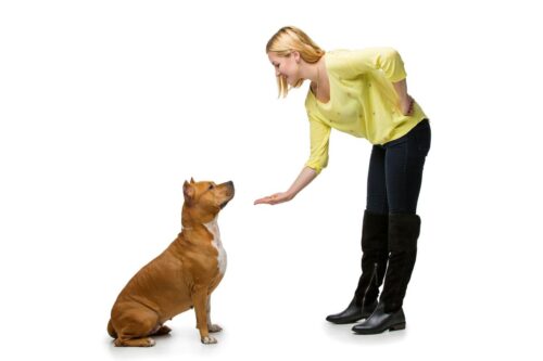 Woman training a sitting brown dog using a hand gesture.