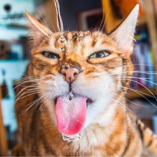 Bengal cat drinking from a stream of water with its tongue out and eyes partially closed.