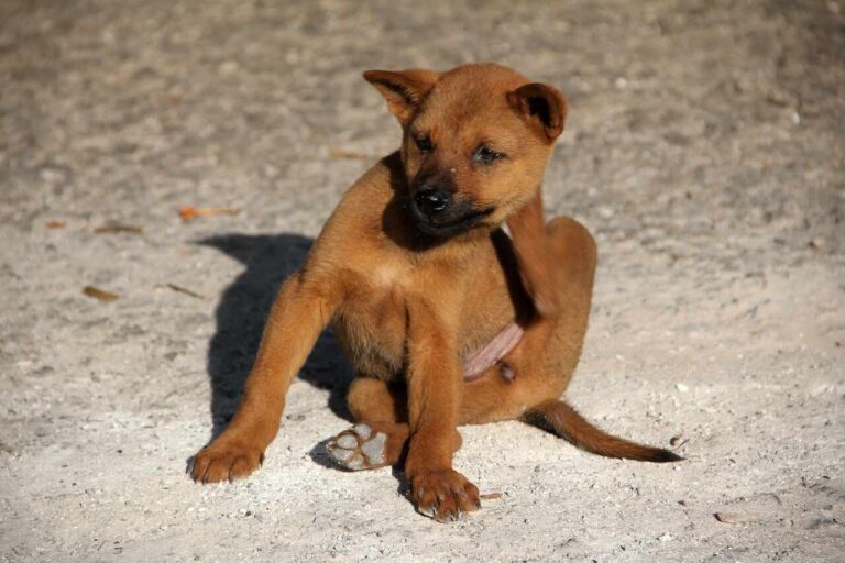 Brown puppy scratching itself while sitting on a gravel surface.