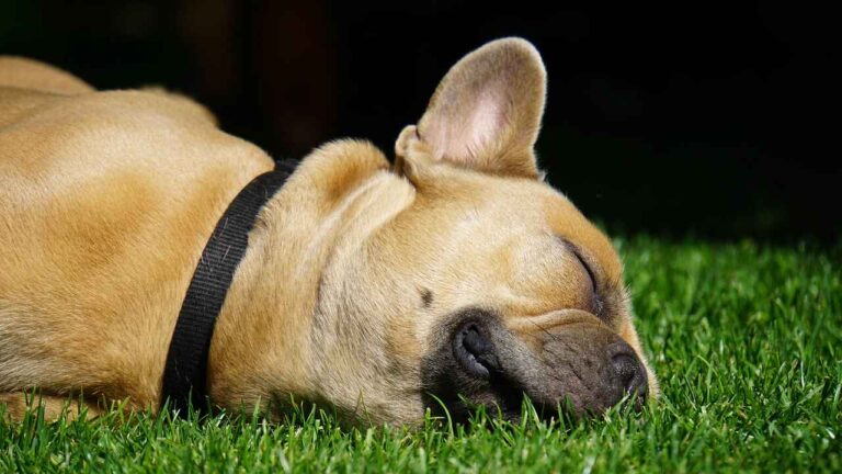 Tan French Bulldog sleeping on green grass in daylight.