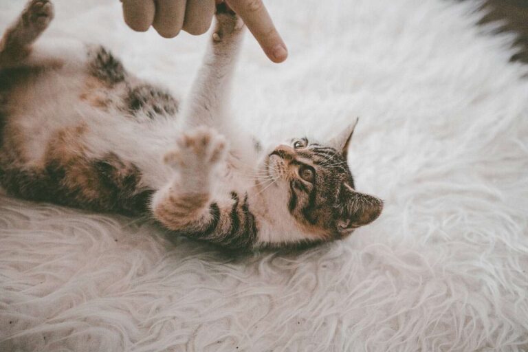 Kitten playing with human hand on white rug