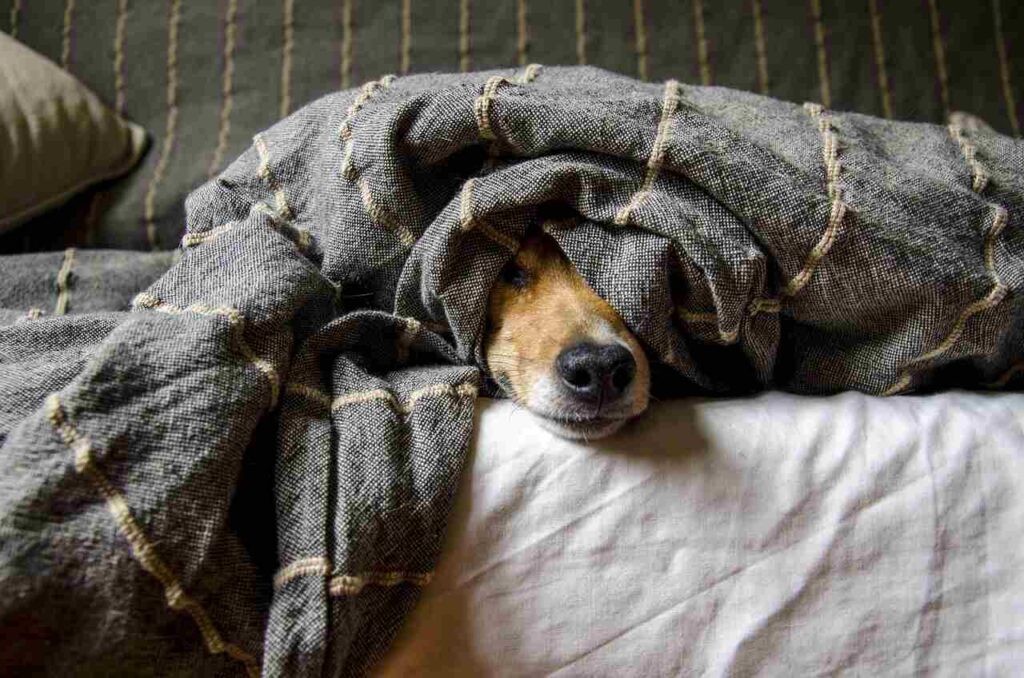 Dog lying under a gray blanket with only its nose and part of its face visible.